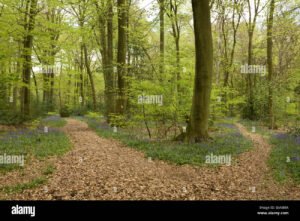 biforcazione nel bosco con due sentieri