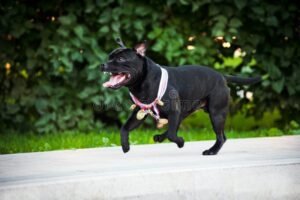 cane felice con guinzaglio e medaglia