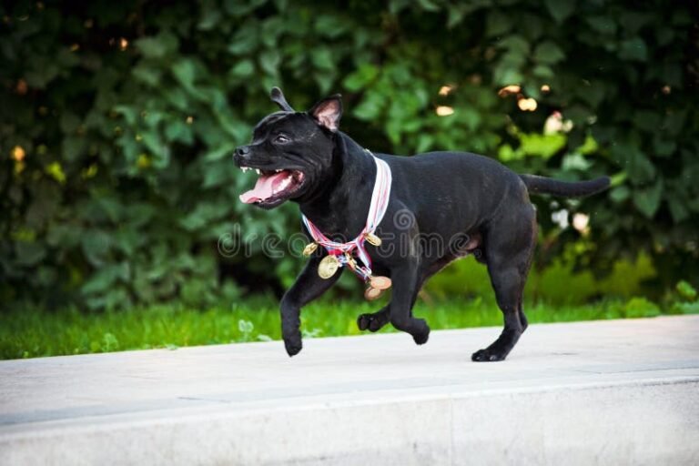 cane felice con guinzaglio e medaglia