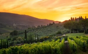 paesaggio collinare toscano con vigneti al tramonto